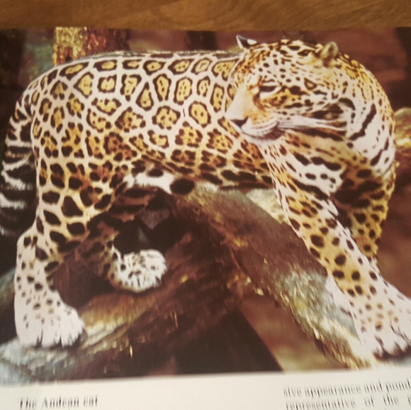 1975 FIRST PRINTING THE WORLD OF NATURE BIG CATS O - Picture 10 of 12